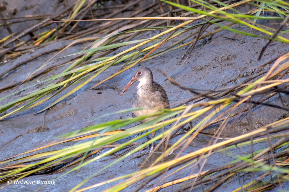 Clapper Rail Clapper Rail
