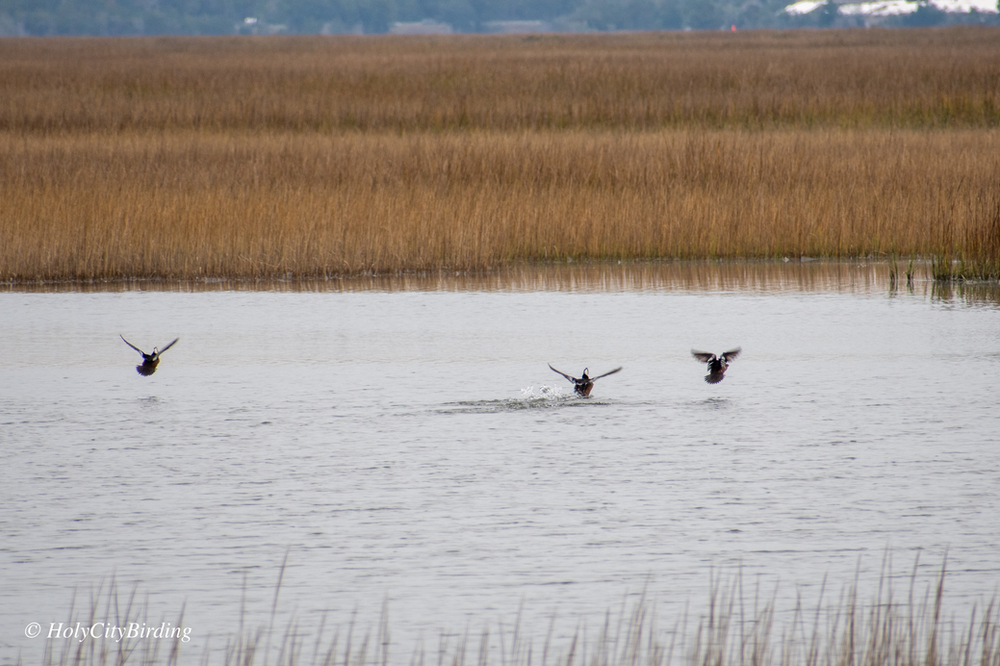 Hooded Mergansers