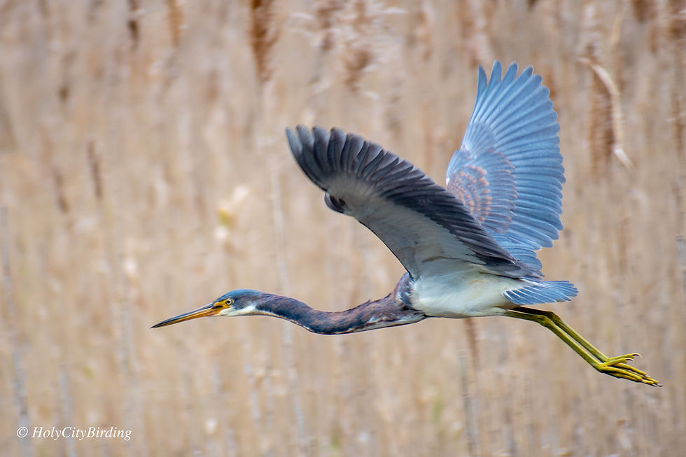Tri-colored Heron