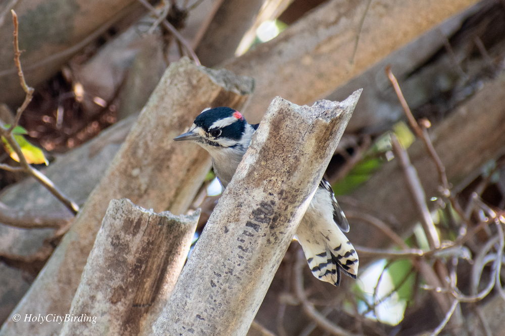 Downy Woodpecker Downy Woodpecker