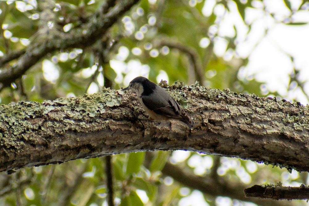 White-breasted Nuthatch