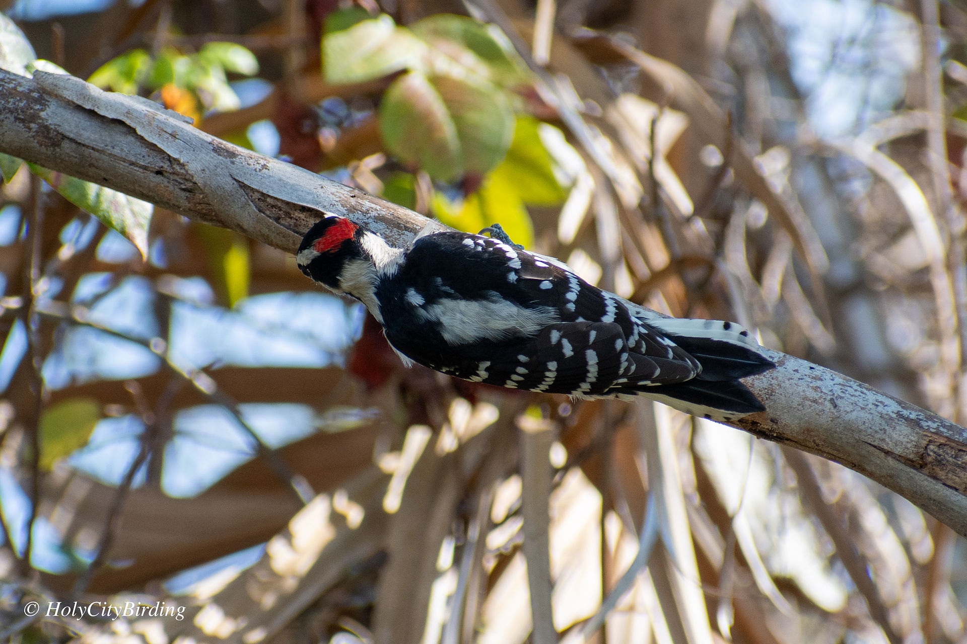 Downy Woodpecker