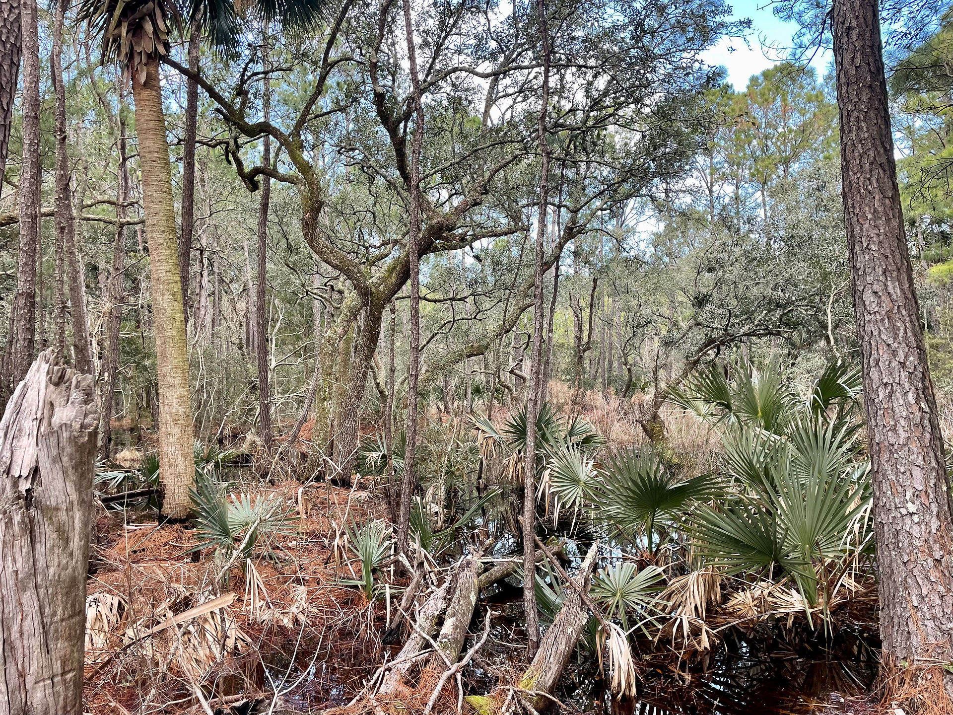Hardwood Bottomland