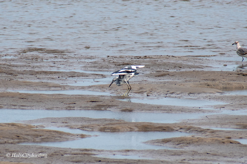 Little Blue Heron