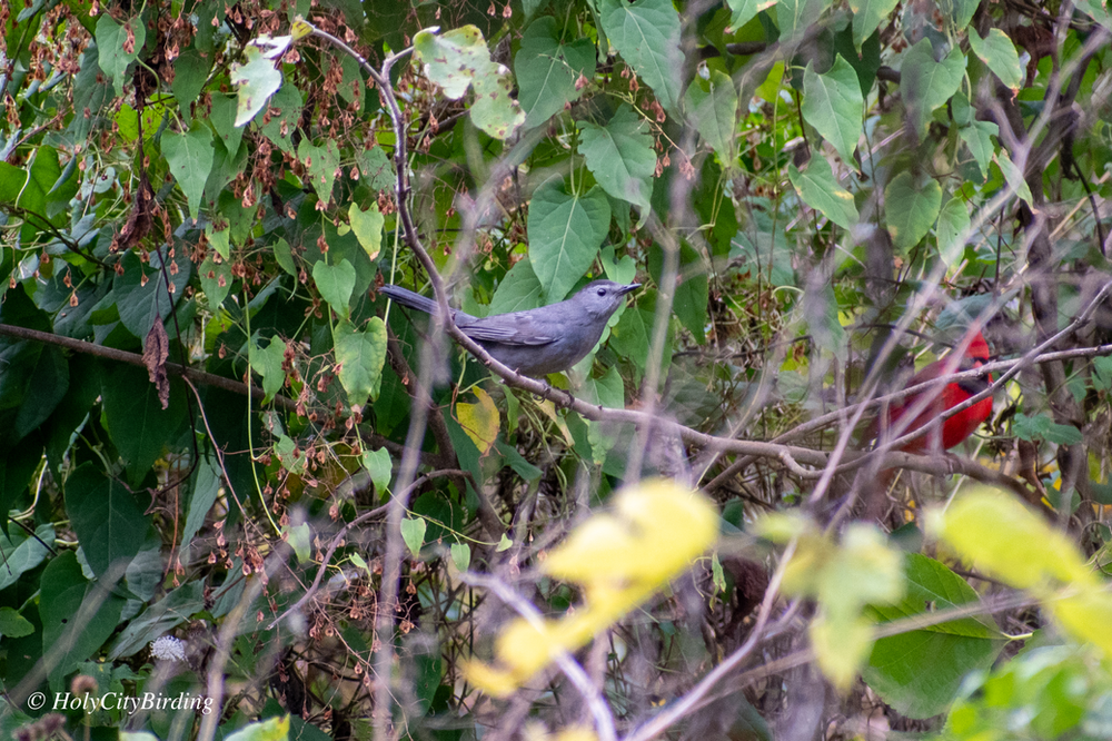 Gray Catbird & Northern Cardinal 