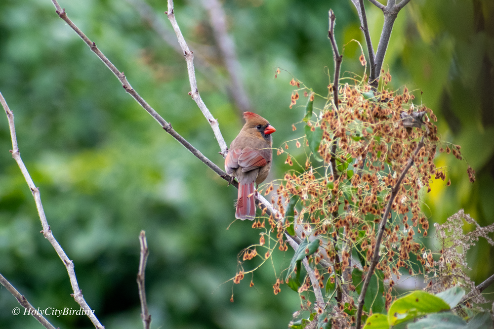 Northern Cardinal