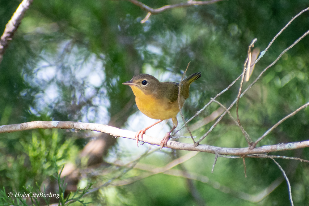 Common Yellowthroat Common Yellowthroat