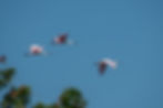 Roseate Spoonbills