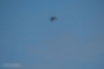 Chimney Swift