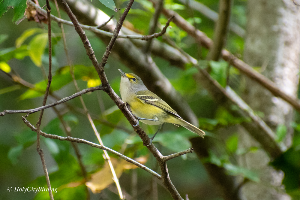 A Birdy morning at West Ashley Park 