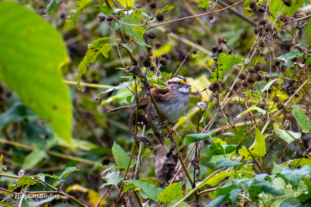 White-throated Sparrow 