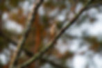 Carolina Wren