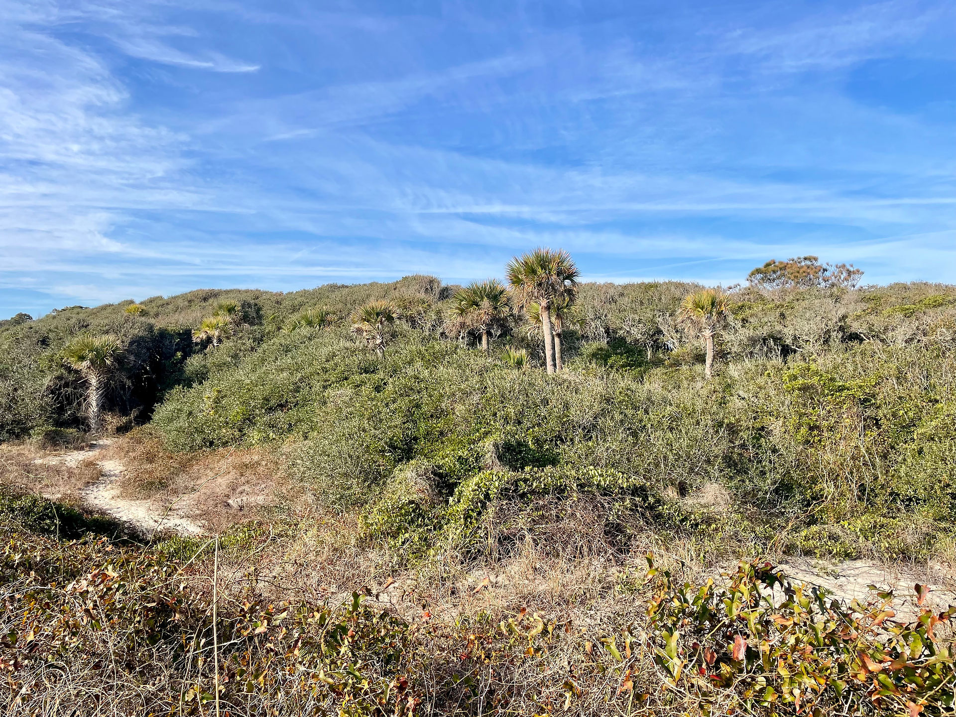 Maritime Forest