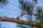 Tufted Titmouse