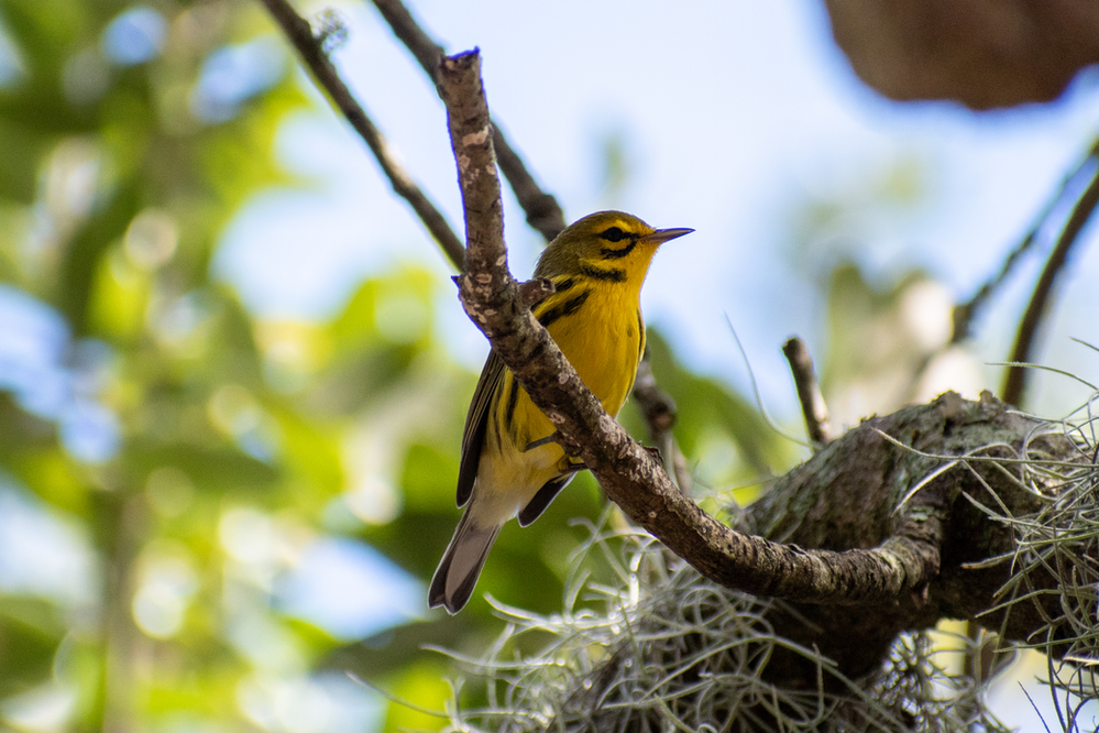 Prairie Warbler