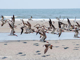 A day at Kiawah Beachwalker Park...Gulls, Terns, Sandpipers and Kids!