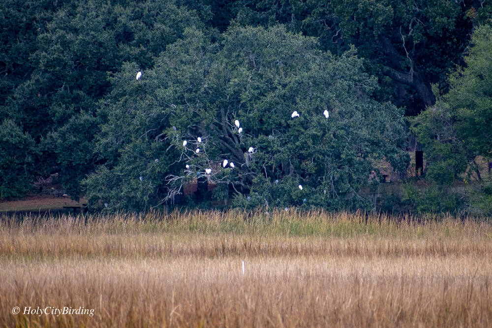 Egrets & Herons roosting