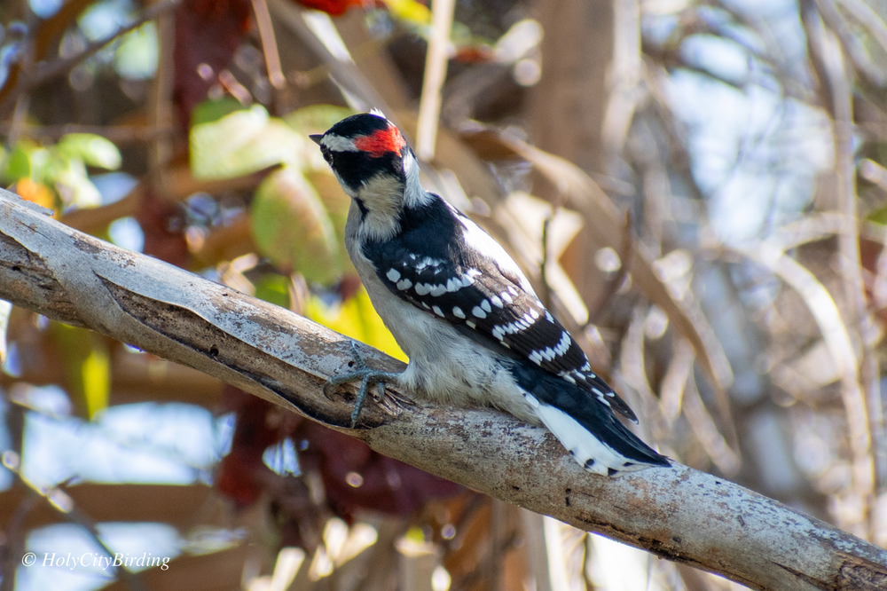Downy Woodpecker