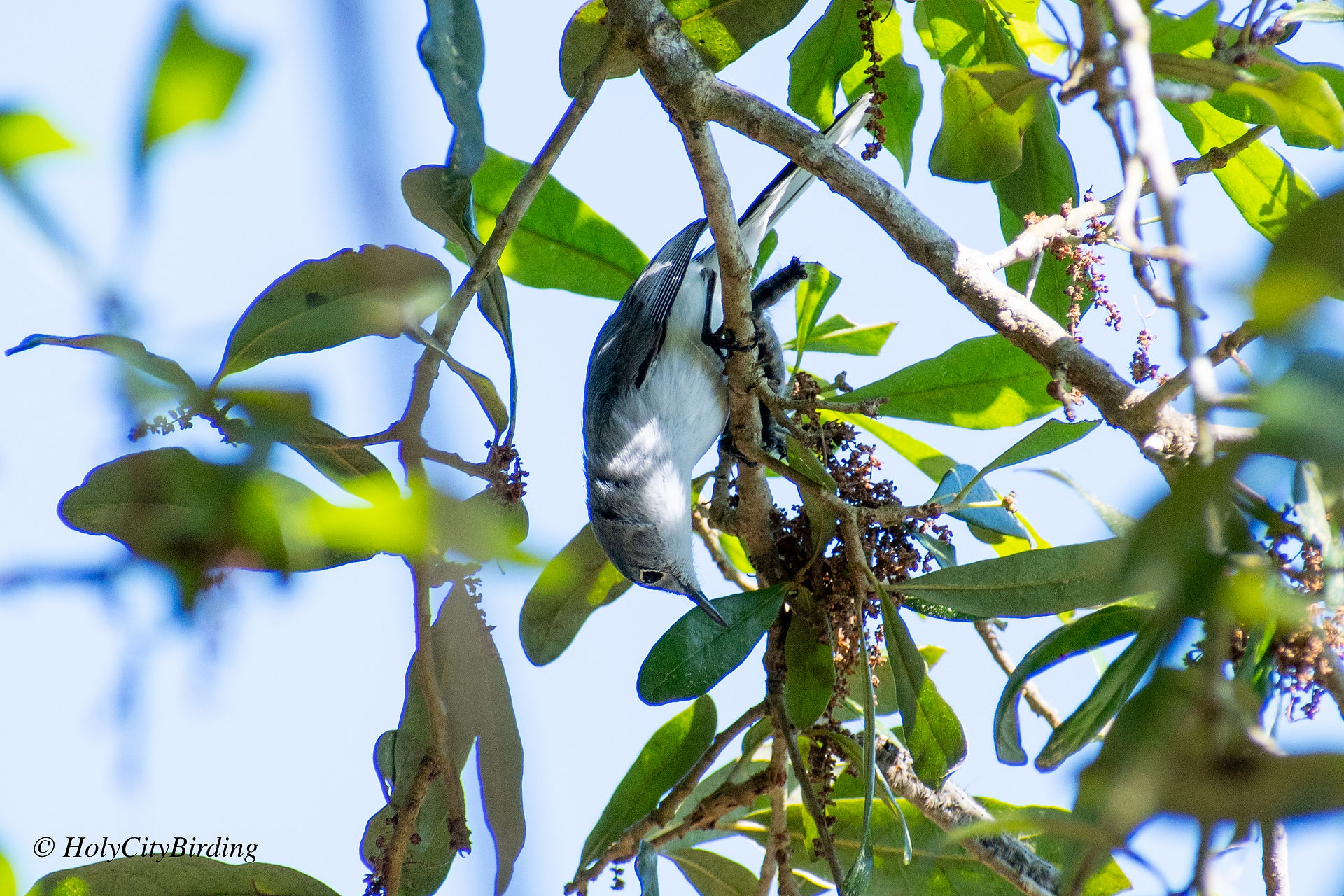 Blue-gray Gnatcatcher
