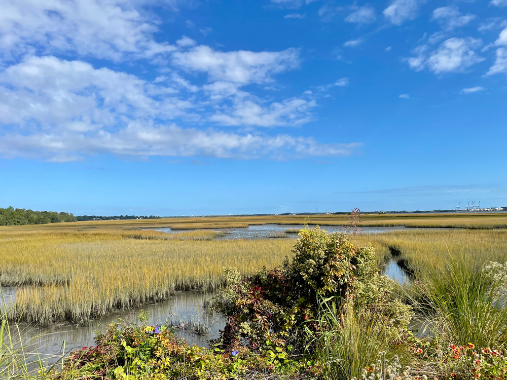 Tidal Marsh