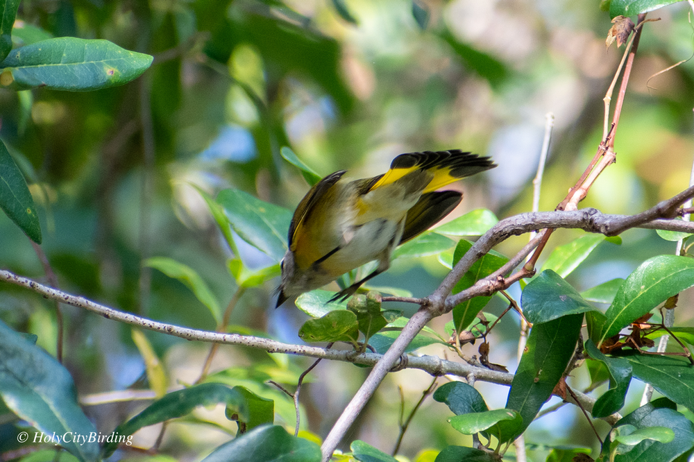 American Redstart American Redstart
