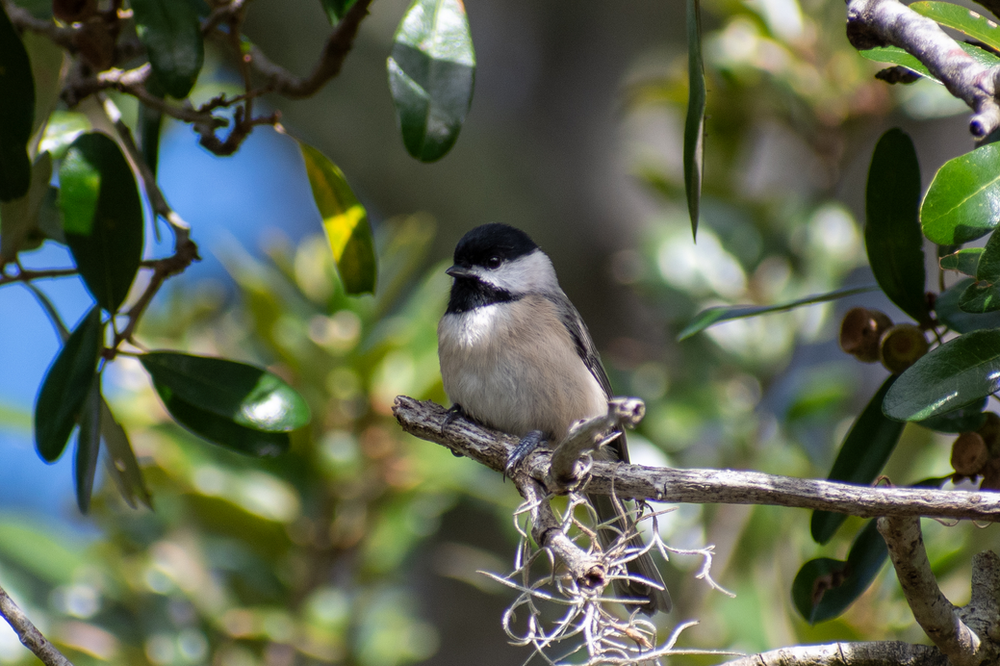 Birding a Hidden Gem of a Park in West Ashley 