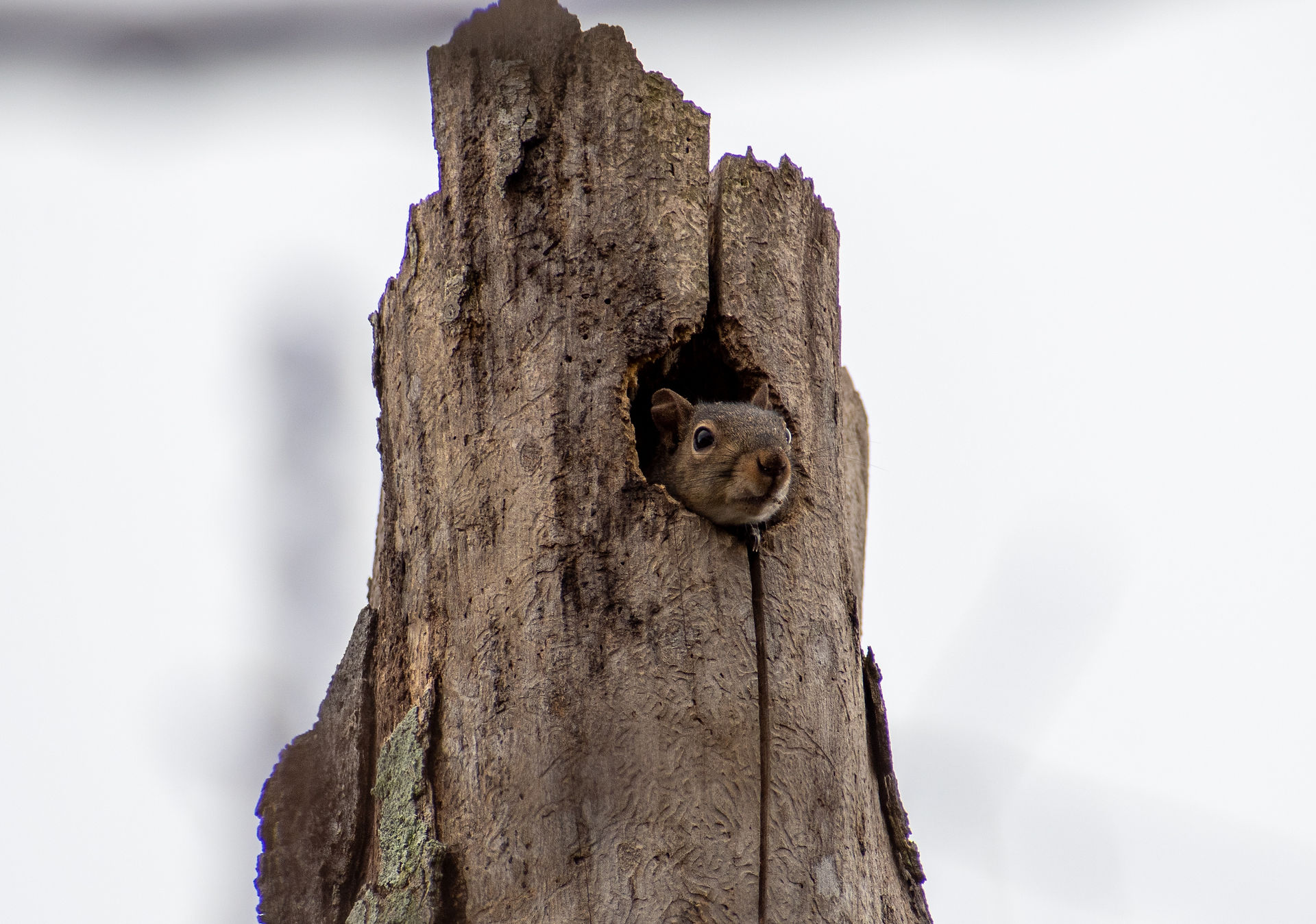 Gray Squirrel