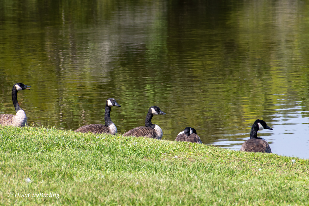 Canada Geese Canada Geese