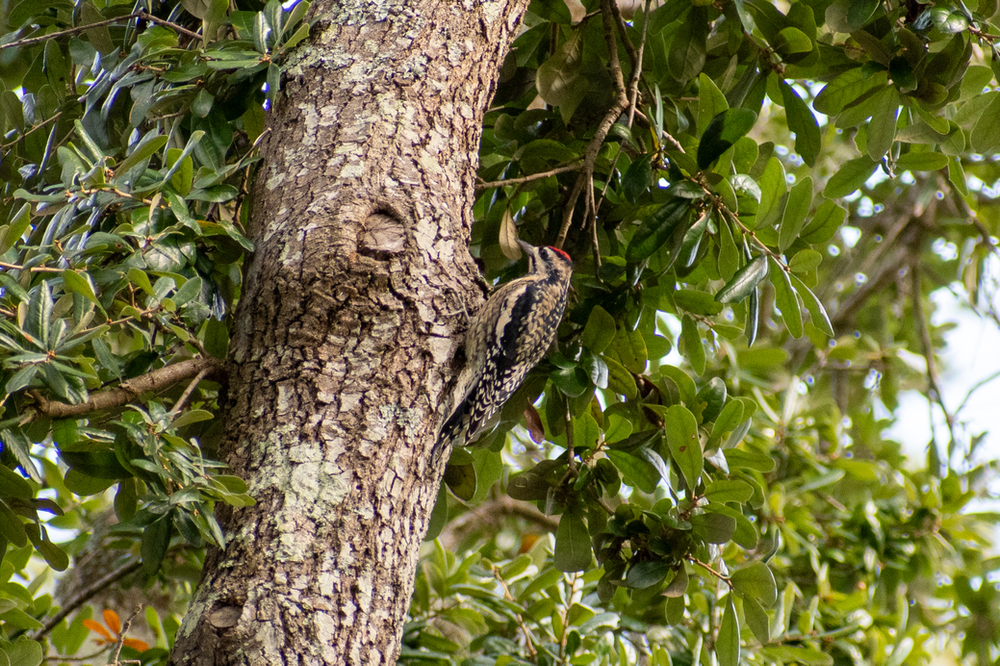 Yellow-billed Sapsucker