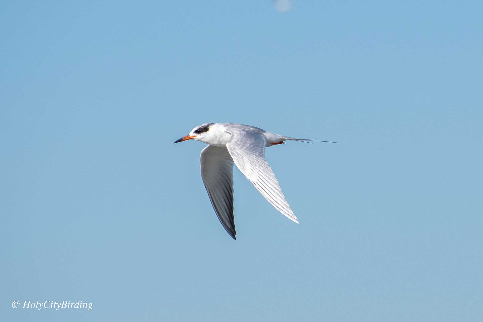 Forster's Tern