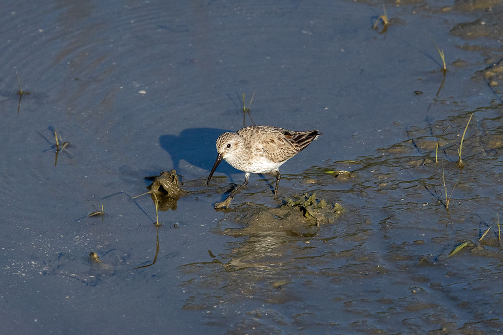 Dunlin foraging on an exposed mudflat at Pitt Street Bridge