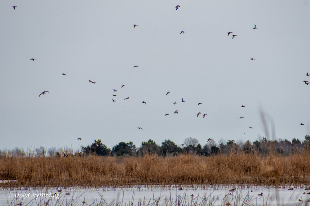 Opening Day at the Santee Coastal Reserve!