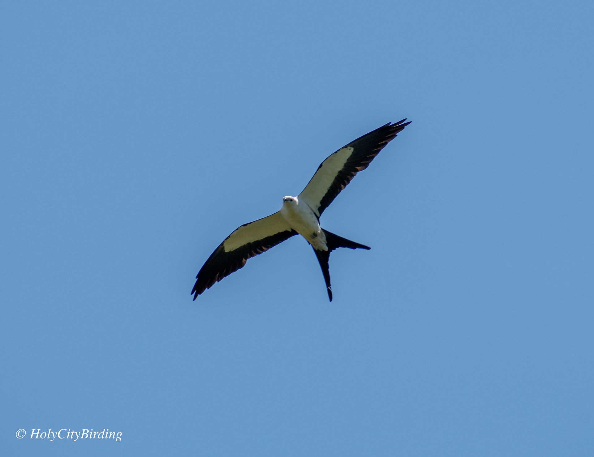 Swallow-tailed Kite