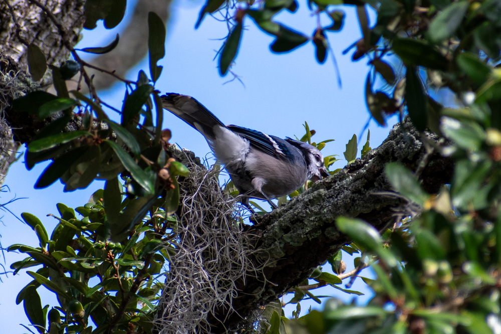 Blue Jay 