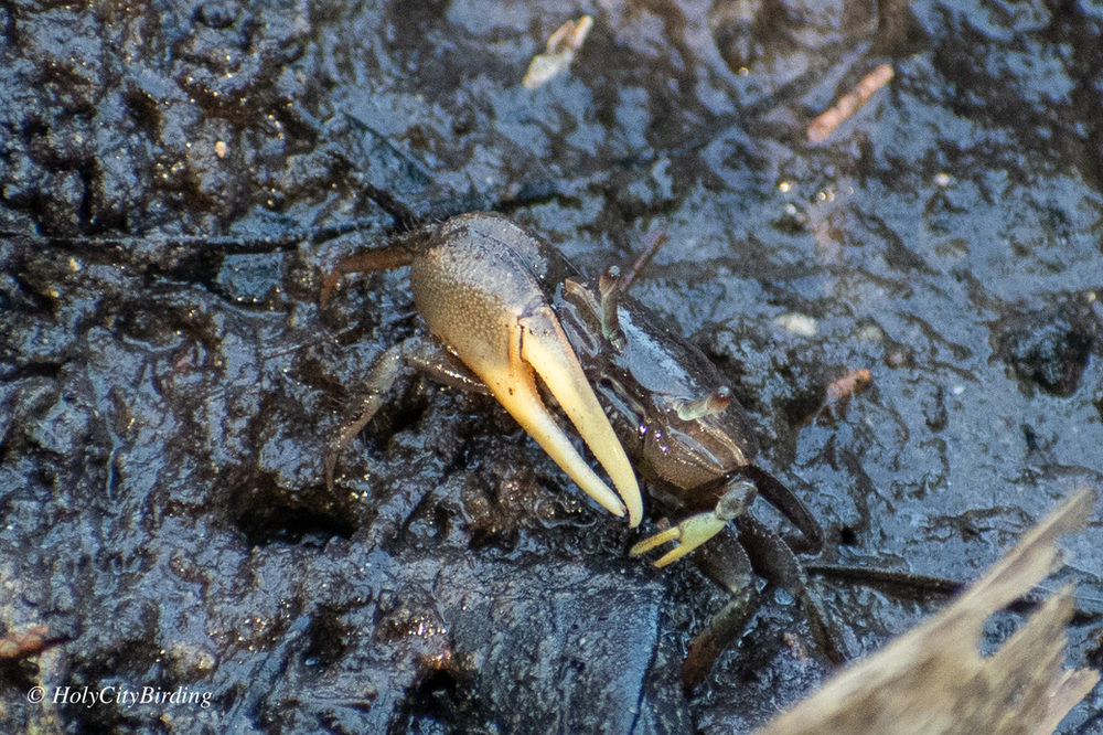 Fidler Crab Fidler Crab