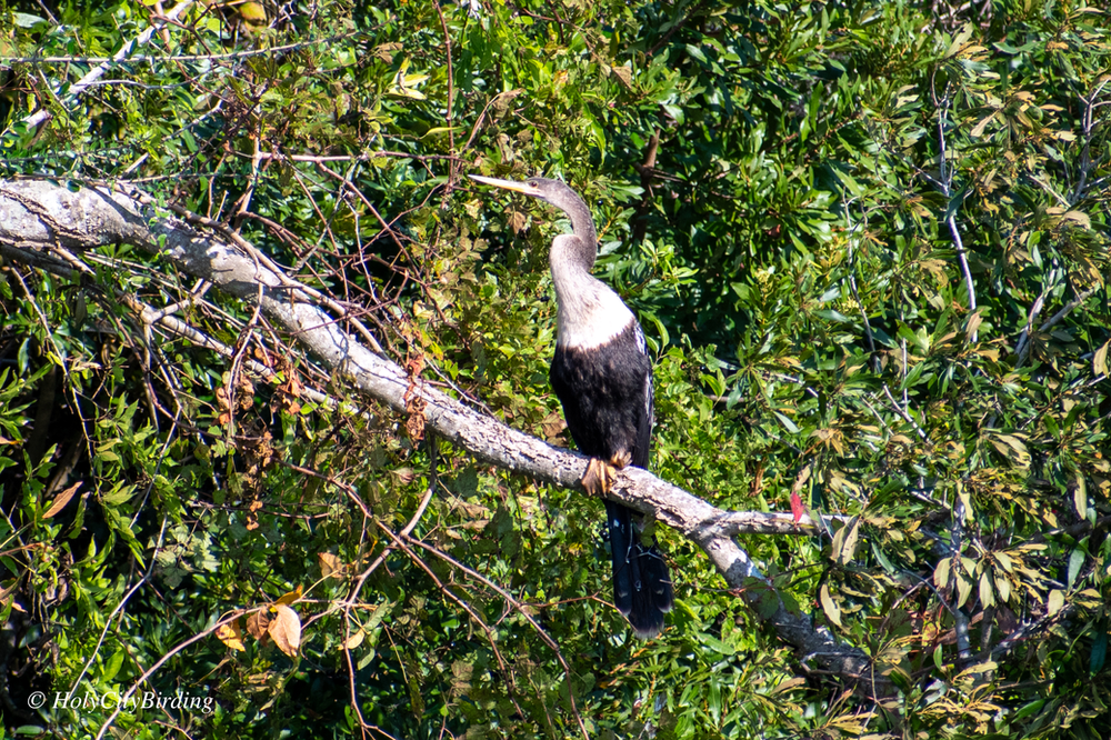 Anhinga