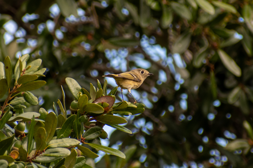 Ruby-crowned Kinglet