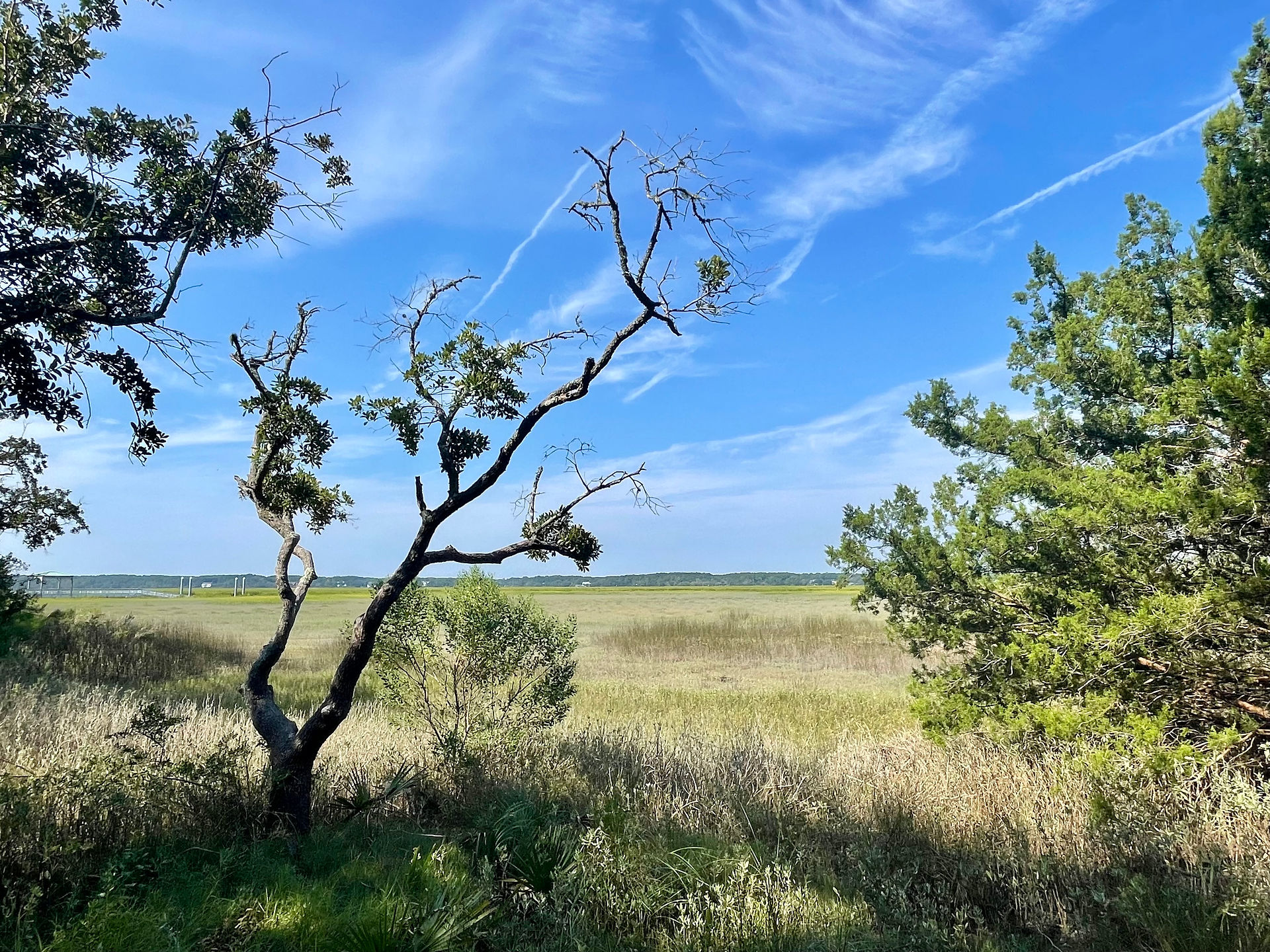 Marsh view