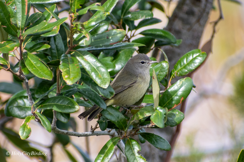 Orange-crowned Warbler 