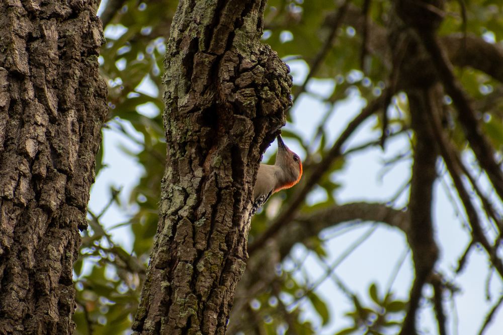 Red-bellied Woodpecker