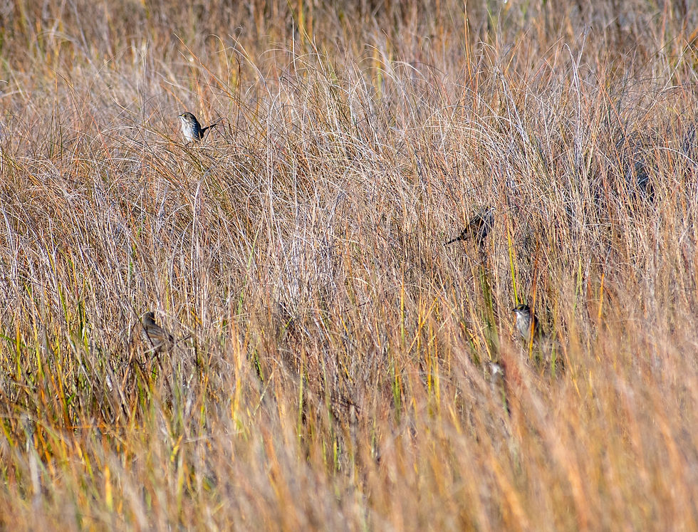 A small group of Seaside Sparrows moving through the salt marsh grasses at Lighthouse Inlet Heritage Preserve