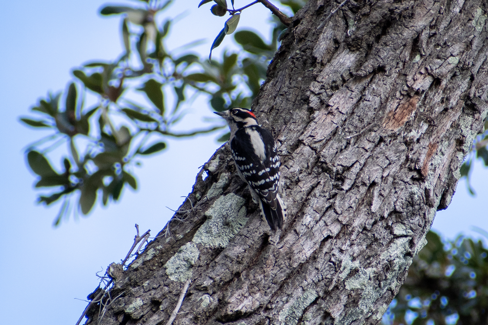 Downy Woodpecker