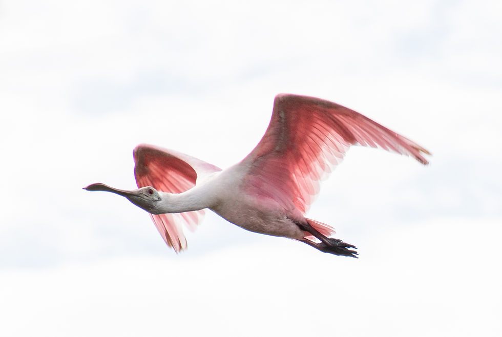 August Bird Walk!