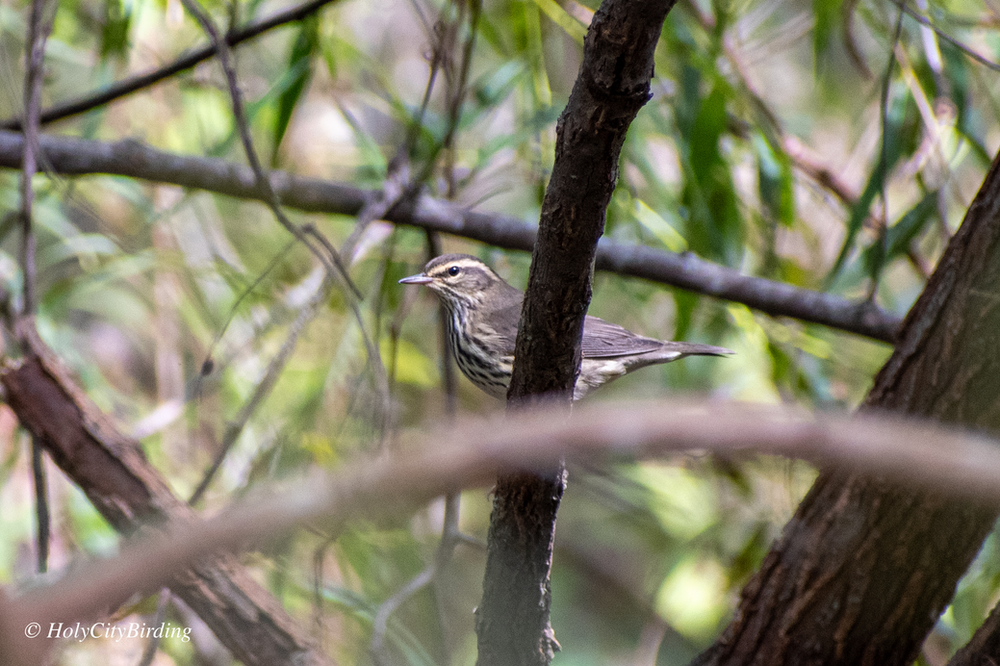 Northern Waterthrush Northern Waterthrush
