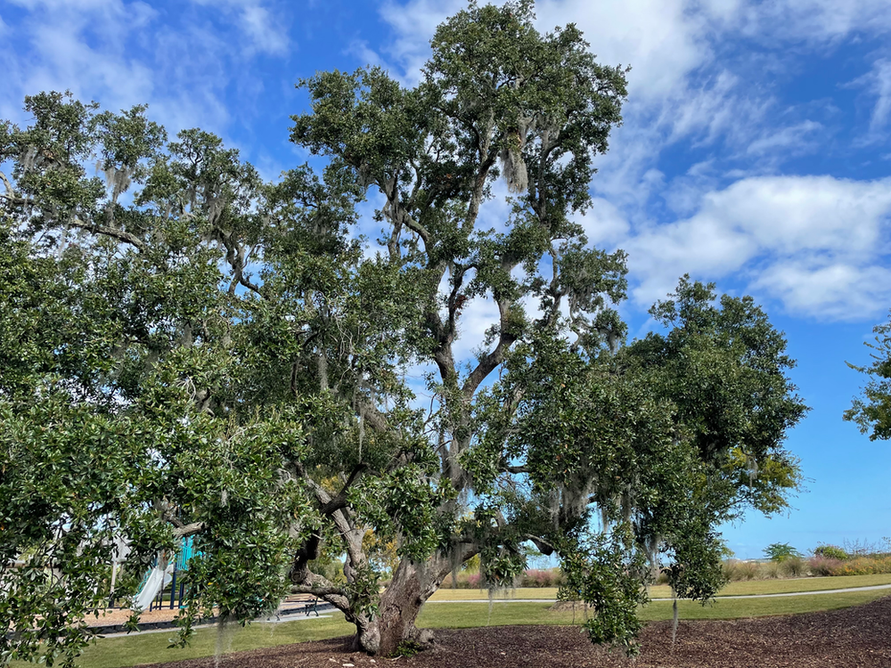 Live Oaks