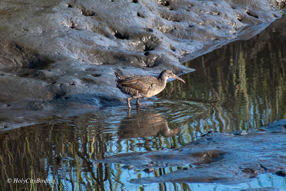 Clapper Rail
