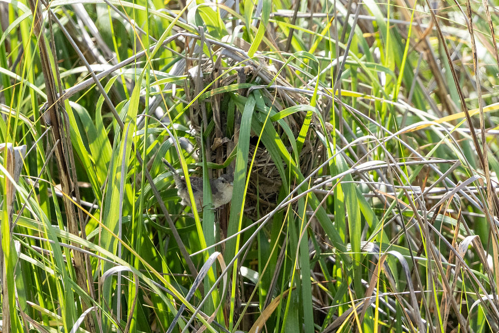 Adult Marsh Wren perched beside its woven nest hidden among cordgrass at Pitt Street Bridge.