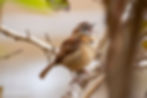 Carolina Wren