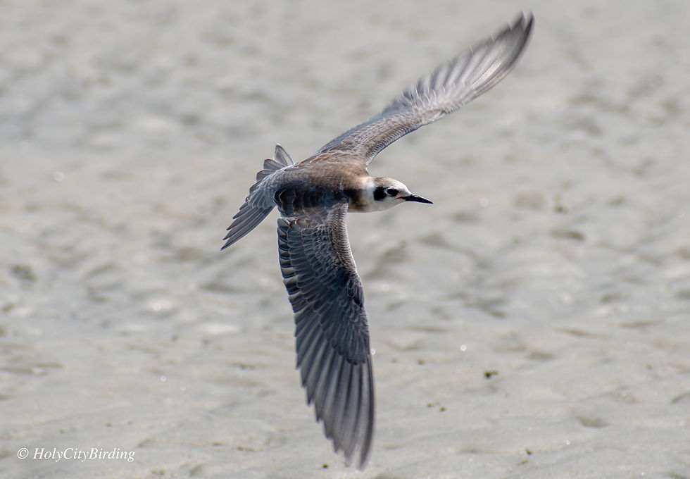 Black Tern