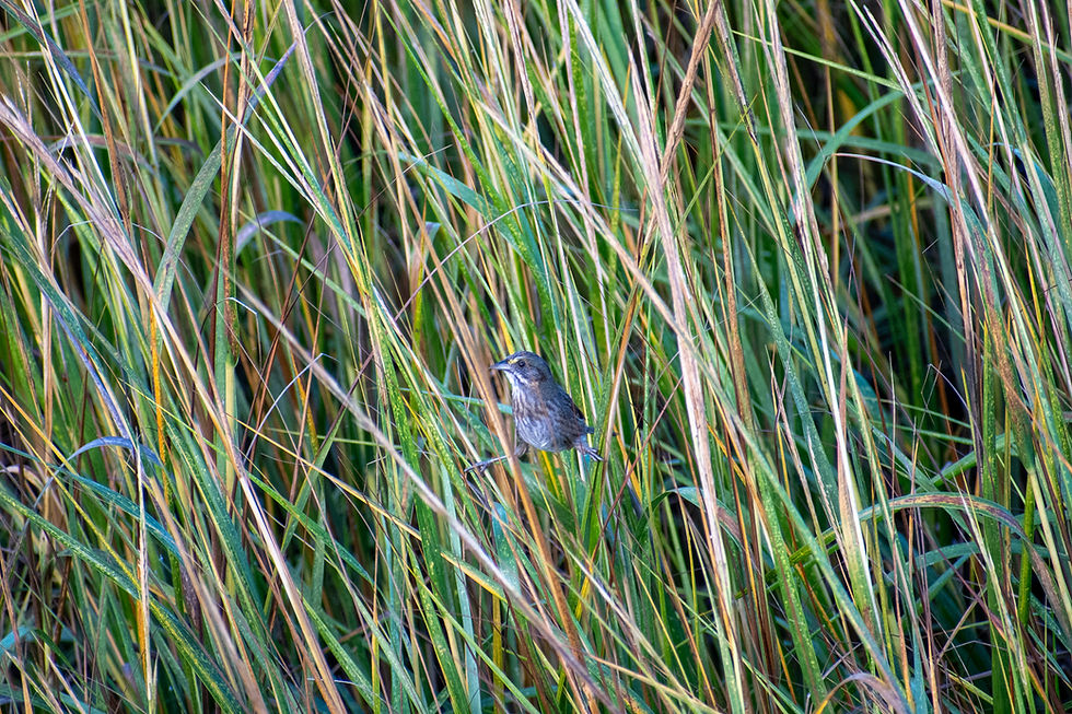 Seaside Sparrow perched among cordgrass in the salt marsh at Pitt Street Bridge
